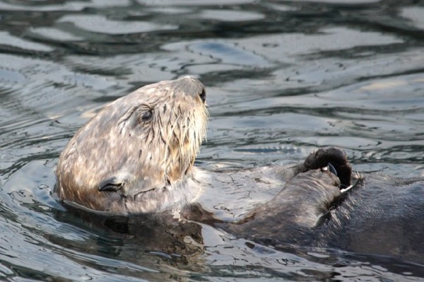 Sea Otter